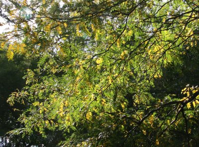 Locust Tree Foliage