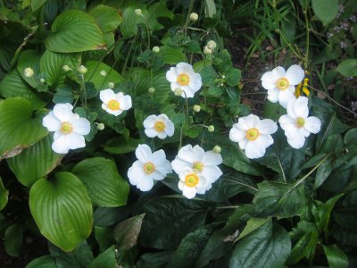 Japanese Anenomes