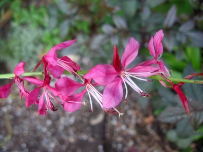 Gaura