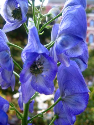 Monkshood