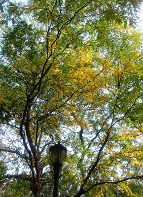 Locust Tree Foliage