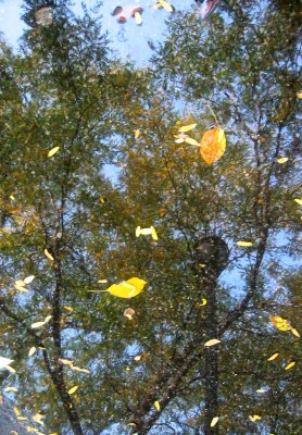 Locust Tree Foliage in a Puddle of Water