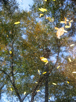 Locust Tree Foliage in a Puddle of Water