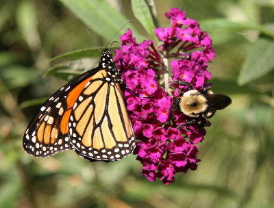 Monarch & Bee on a Butterfly Bush Blossom