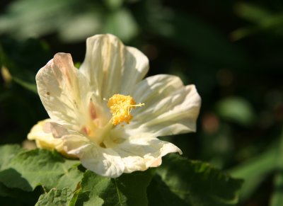 Abutilon - Malva or Flowering Maple