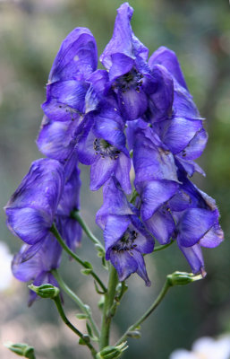 Monkshood