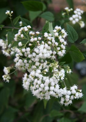 Thalictrum