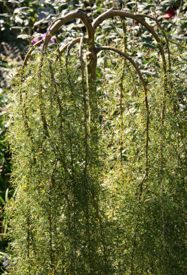 Caragana arborescens - 'Walker' Weeping Siberian Pea Shrub