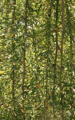 Caragana arborescens - 'Walker' Weeping Siberian Pea Shrub