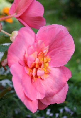 Pink Begonia Blossom