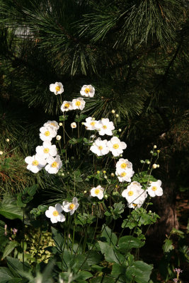 Japanese Anenomes