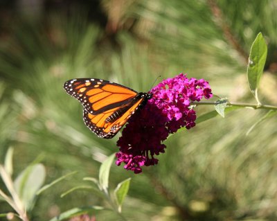 Monarch on a Butterfly Bush Blossom