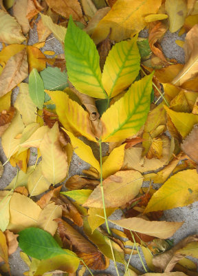 Elm Tree Sidewalk Foliage