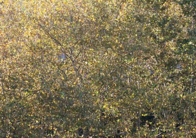 Sycamore Foliage
