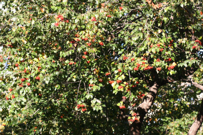 Hawthorne Foliage & Berries