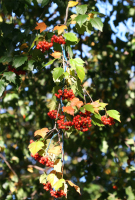Hawthorne Foliage & Berries