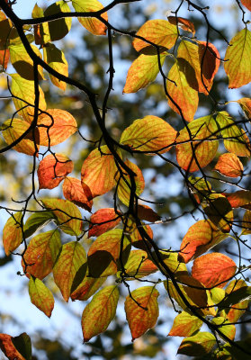 Dogwood Foliage