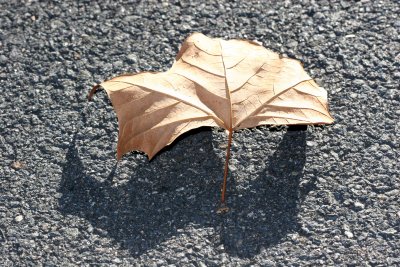 Sycamore Leaf & Shadow