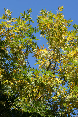 Elm Tree Foliage