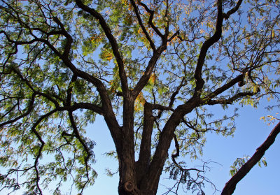 Black Locust Tree Foliage
