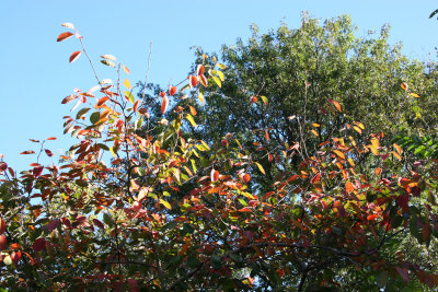 Prunus Tree Foliage