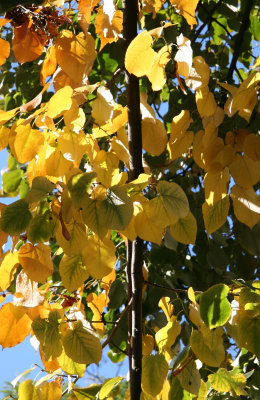 Linden Tree Foliage