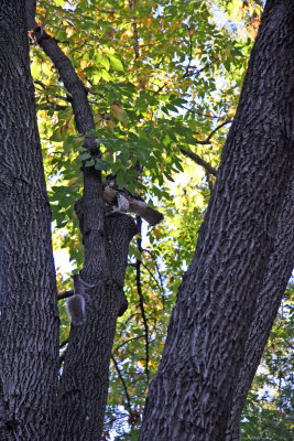 Hawk & Squirrel in an Elm Tree