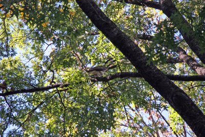 Hawk in an Elm Tree