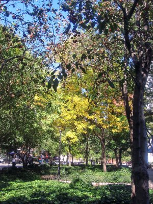 Garden View - Locust & Crab Apple Trees