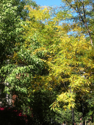 Garden View - Locust Tree Foliage