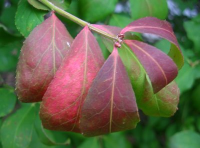 Burning Bush Foliage - Beginning to Burn