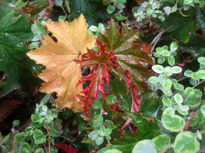 Begonia