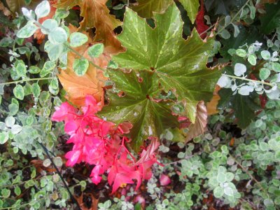 Begonia