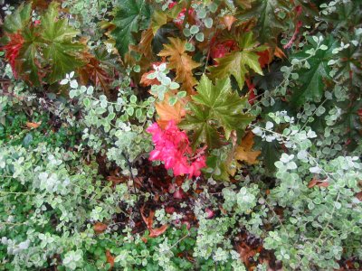 Begonia & Unknown Silver Foliage