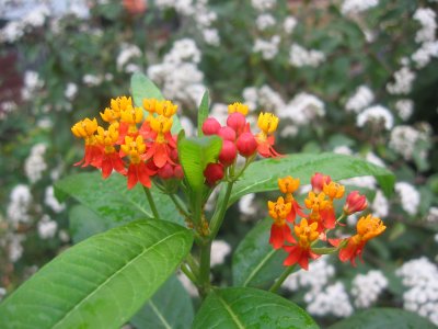 Milkweed