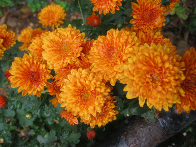 Orange Chrysanthemums
