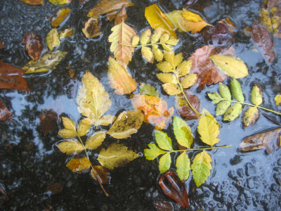 Mostly Golden Rain Tree Foliage in a Puddle