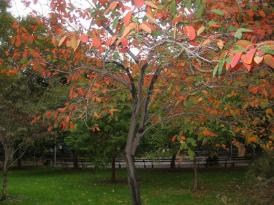 Prunus Tree Foliage