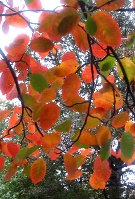 Prunus Tree Foliage