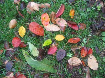 Mostly Prunus Tree Foliage on a Bed of Grass