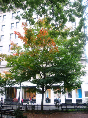 Maple Tree & NYU Main Building