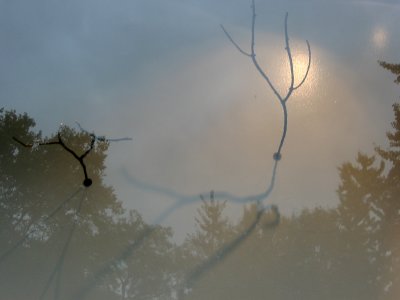 Raindeer - Sticks, Shadows & Park Reflection
