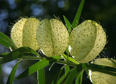 Gomphocarpus physocarpus 'Hairy Balls'