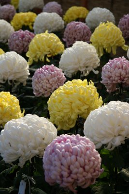 Chrysanthemums - New York Botanical Gardens