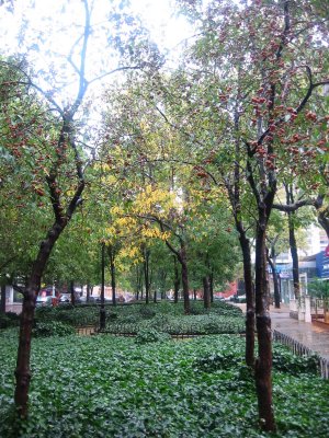 Rainy Day Garden View