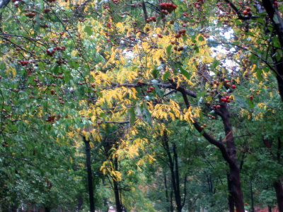 Rainy Day Garden View - Locust & Crab Apple Highlights