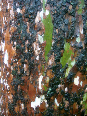 Rainy Day - Sycamore Tree Bark