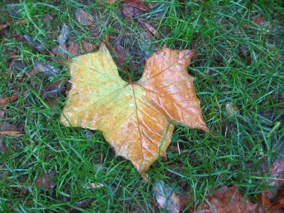 Rainy Day - Sycamore Leaf on Grass