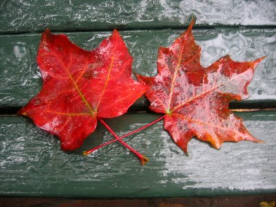 Rainy Day - Maple Foliage on a Park Bench