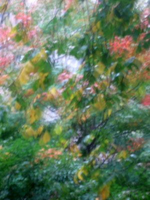 Rainy Day - Maple Tree Foliage